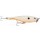 Rapala Skitter Pop 12 cm 40 gr col OBN