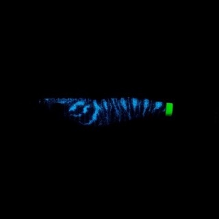 Egi Duel EZ Shrimp Metal 5.5 cm 38 gr col BLBB